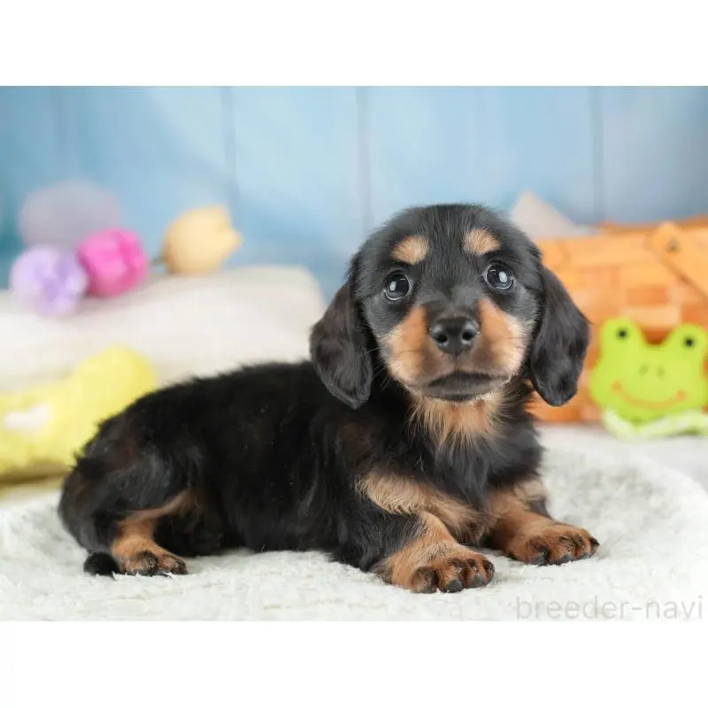 販売中の埼玉県のミニチュアダックスフンド(ロングヘアード)-453261の5枚目