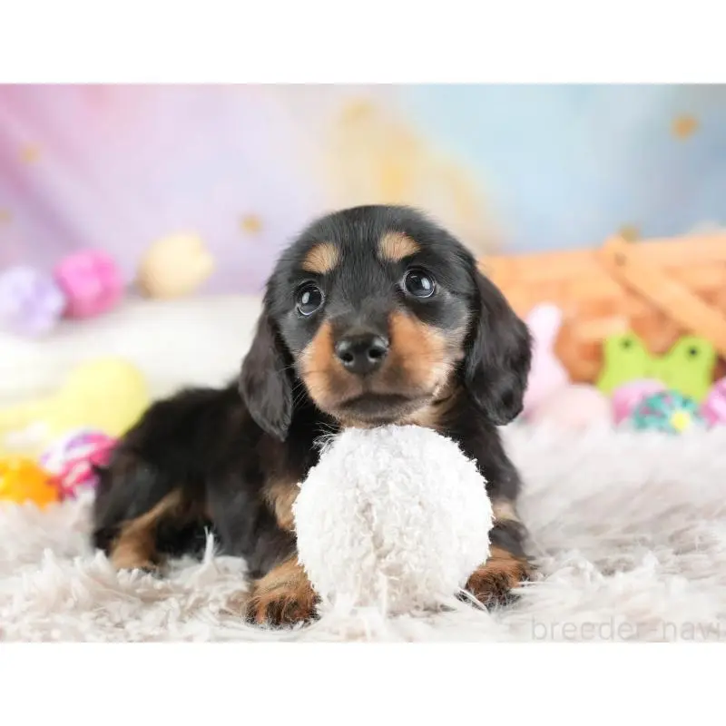 販売中の埼玉県のミニチュアダックスフンド(ロングヘアード)-453261の4枚目