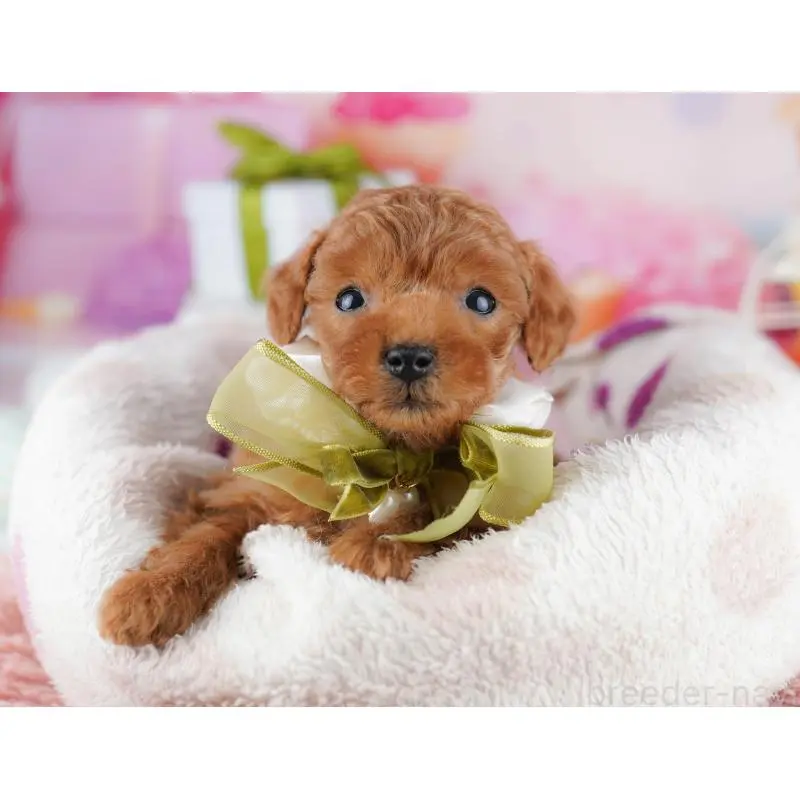 販売中の東京都のティーカッププードル-452378の7枚目