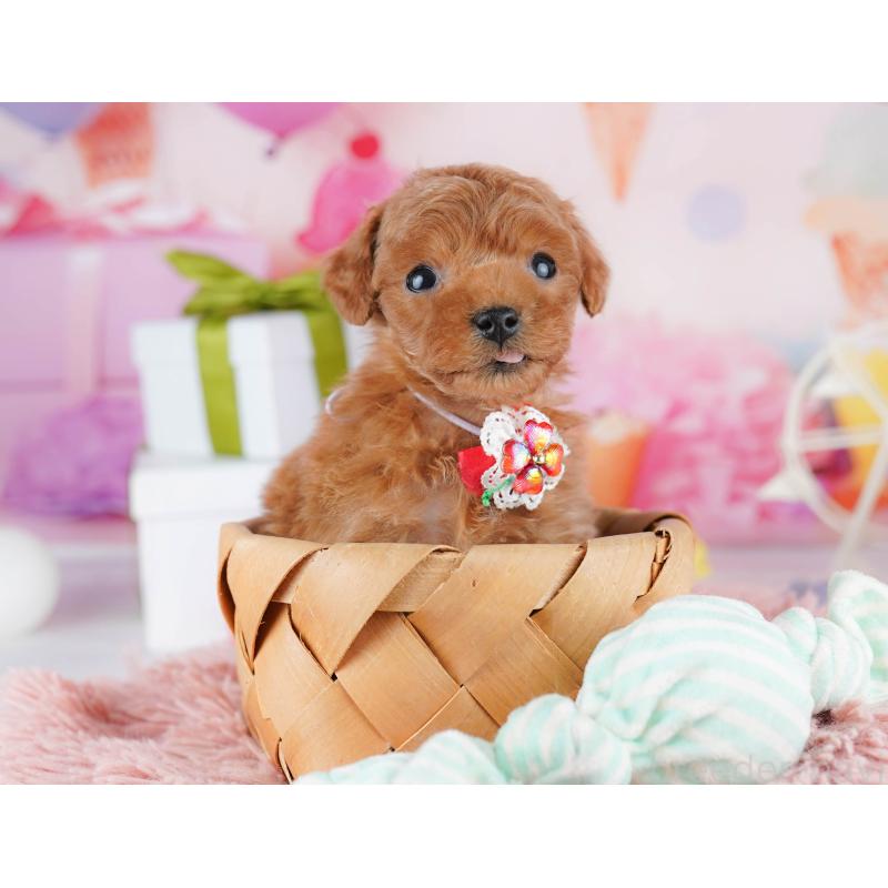 販売中の東京都のティーカッププードル-452378の6枚目