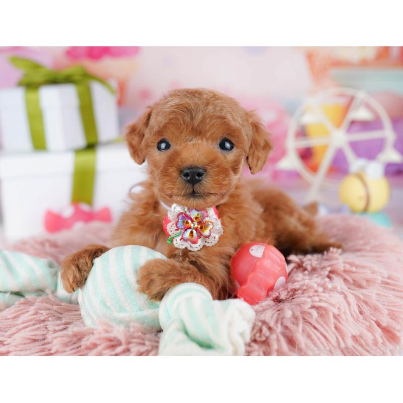 販売中の東京都のティーカッププードル-452378の4枚目