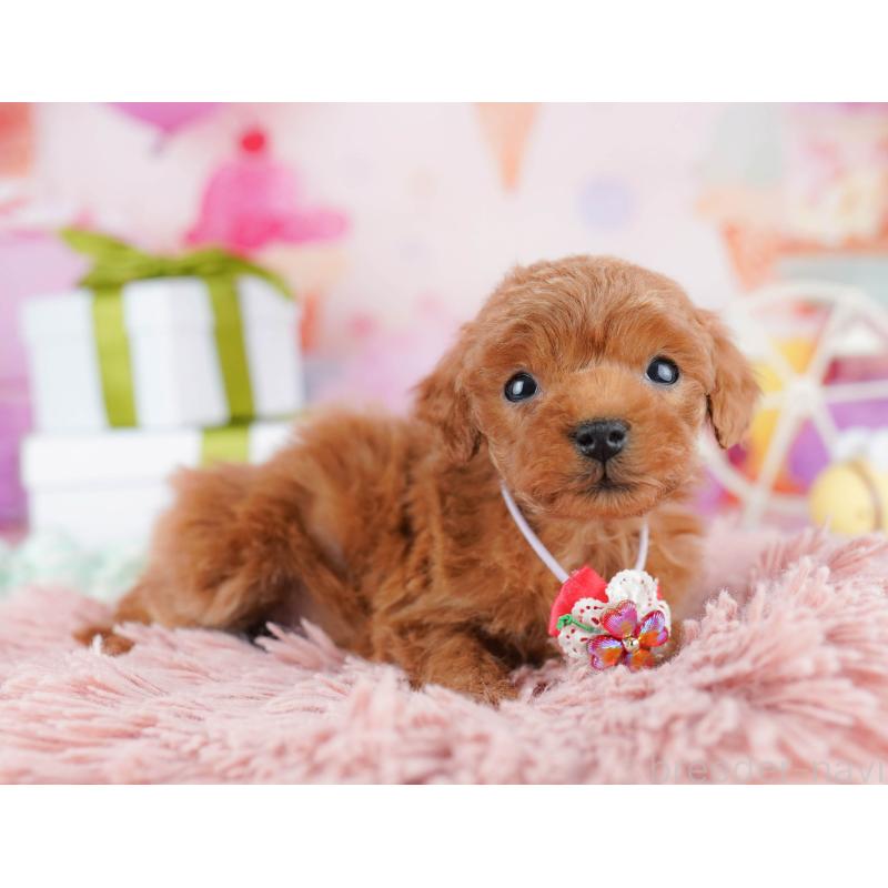 販売中の東京都のティーカッププードル-452378の3枚目