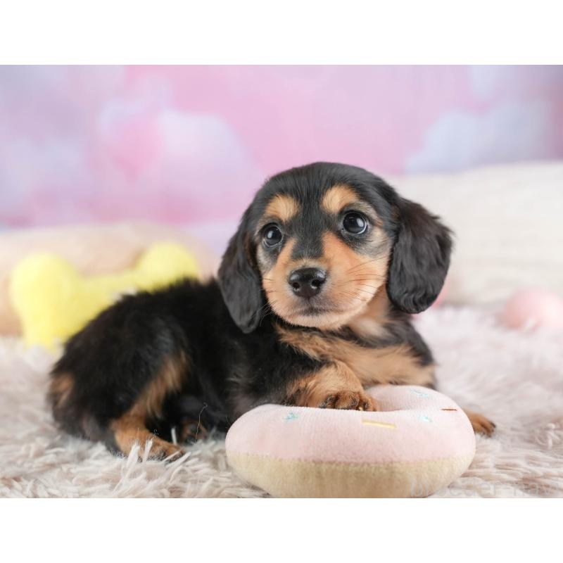 販売中の埼玉県のミニチュアダックスフンド(ロングヘアード)-453260の12枚目