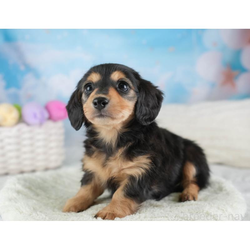 販売中の埼玉県のミニチュアダックスフンド(ロングヘアード)-453260の11枚目