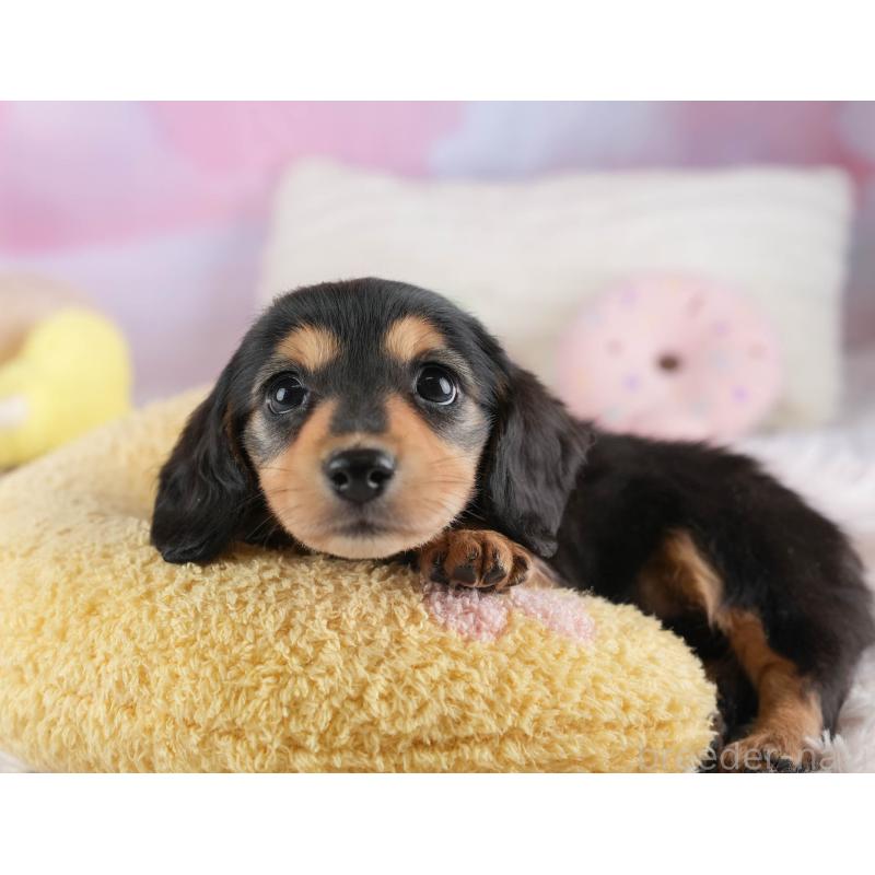 販売中の埼玉県のミニチュアダックスフンド(ロングヘアード)-453260の10枚目