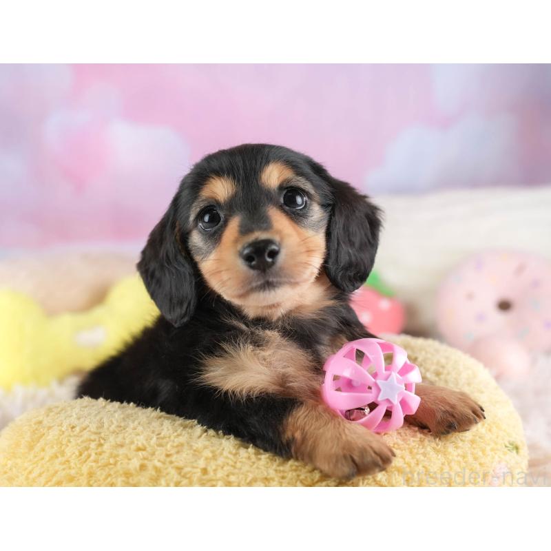 販売中の埼玉県のミニチュアダックスフンド(ロングヘアード)-453260の9枚目