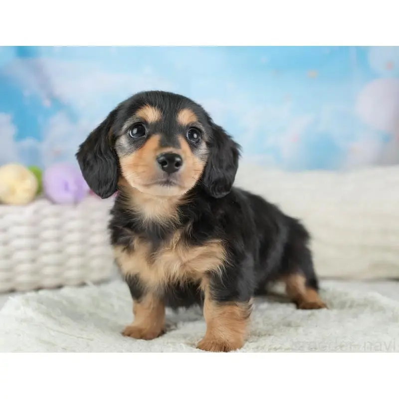 販売中の埼玉県のミニチュアダックスフンド(ロングヘアード)-453260の8枚目