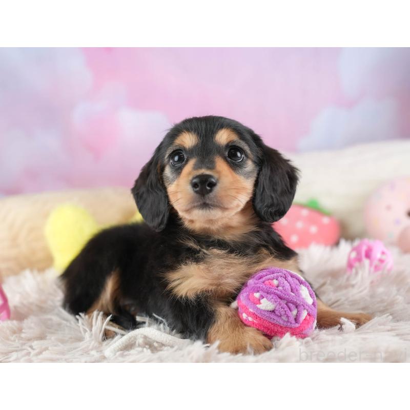 販売中の埼玉県のミニチュアダックスフンド(ロングヘアード)-453260の7枚目