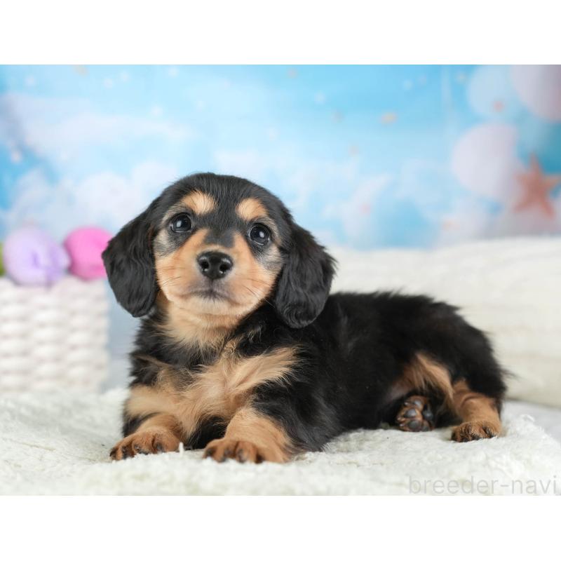 販売中の埼玉県のミニチュアダックスフンド(ロングヘアード)-453260の6枚目