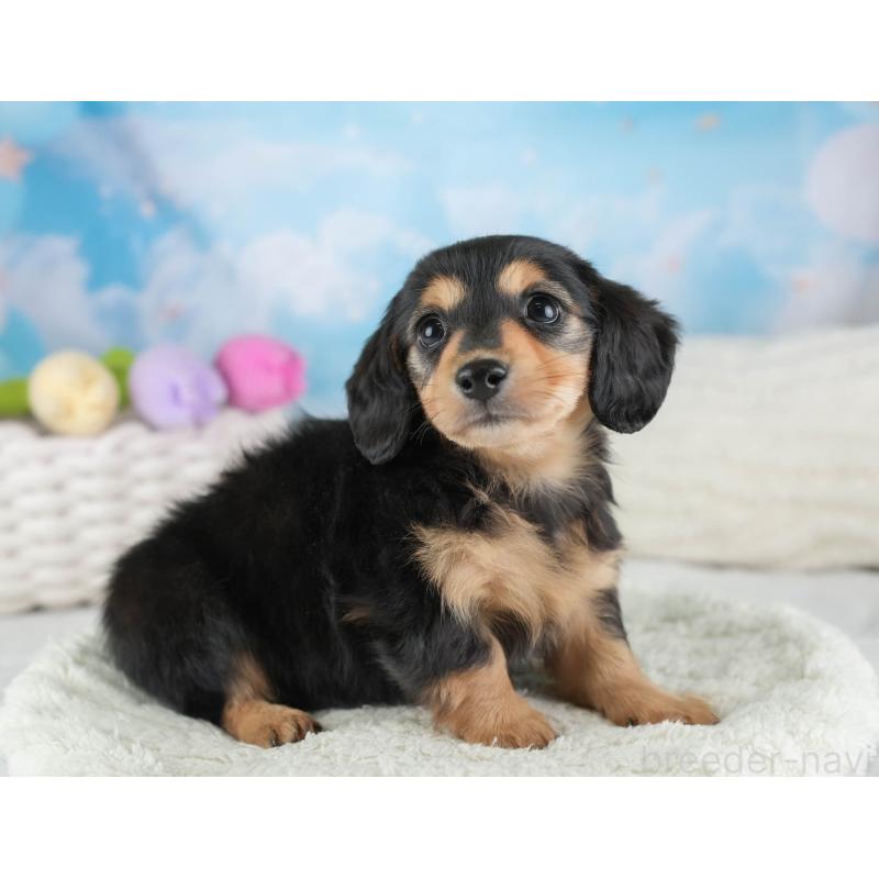 販売中の埼玉県のミニチュアダックスフンド(ロングヘアード)-453260の5枚目