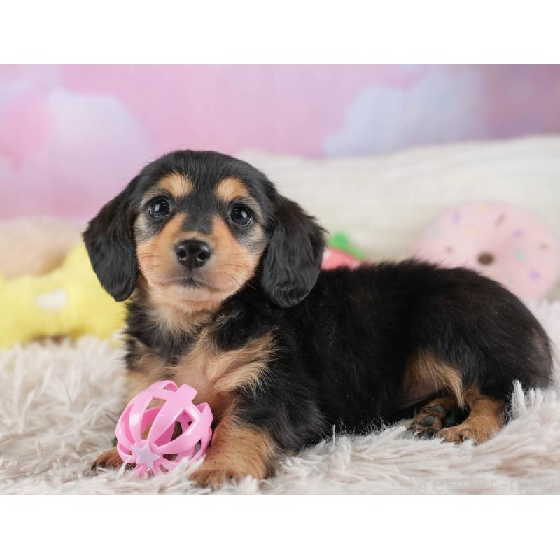 販売中の埼玉県のミニチュアダックスフンド(ロングヘアード)-453260の4枚目