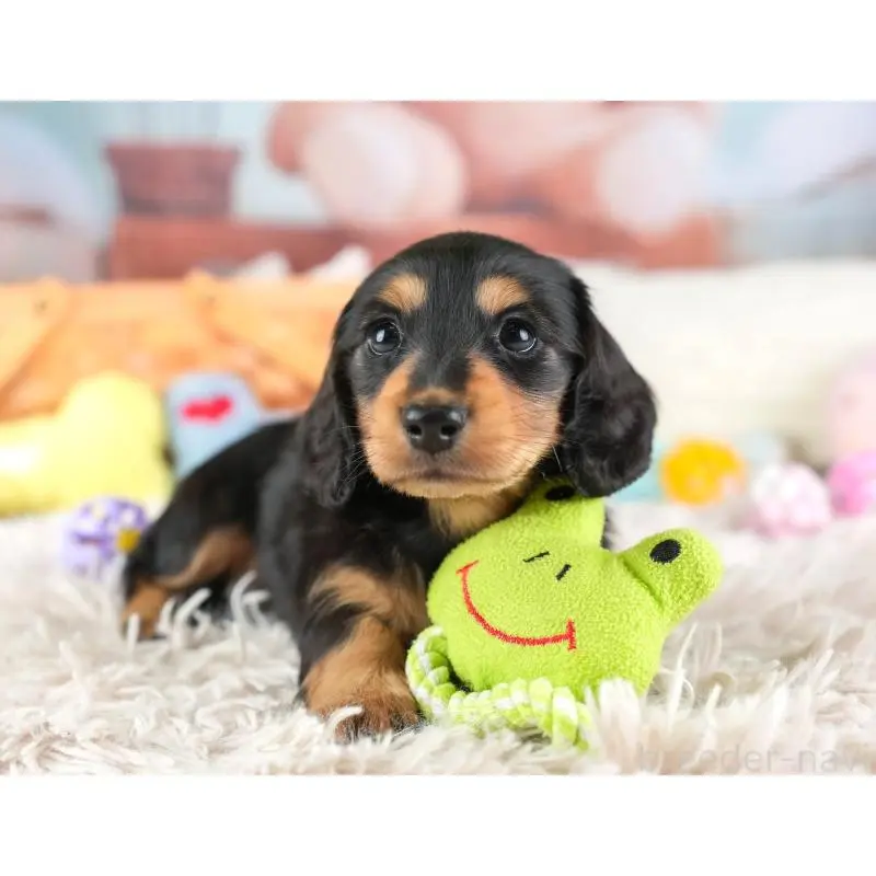 販売中の埼玉県のミニチュアダックスフンド(ロングヘアード)-453259の12枚目