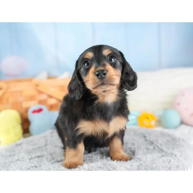 販売中の埼玉県のミニチュアダックスフンド(ロングヘアード)-453259の11枚目