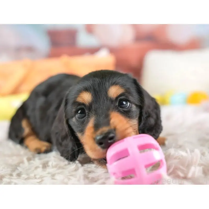 販売中の埼玉県のミニチュアダックスフンド(ロングヘアード)-453259の10枚目