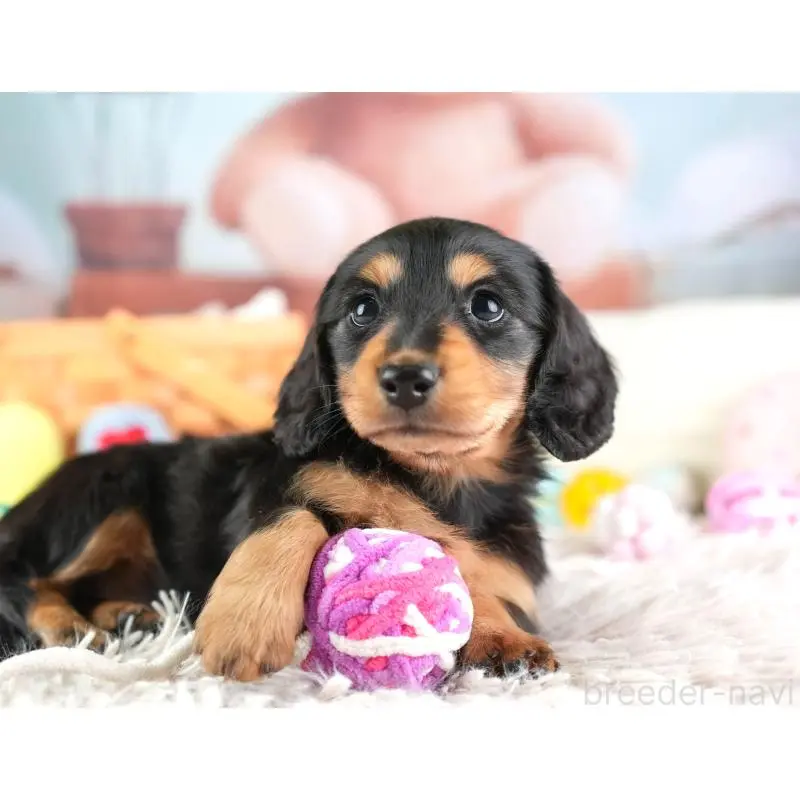 販売中の埼玉県のミニチュアダックスフンド(ロングヘアード)-453259の9枚目