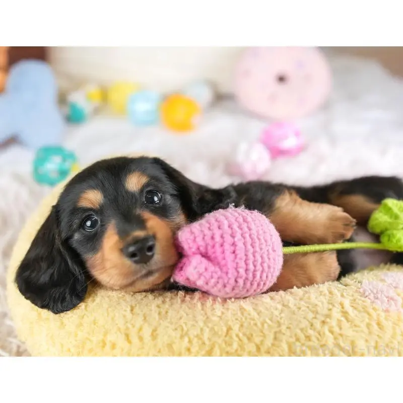 販売中の埼玉県のミニチュアダックスフンド(ロングヘアード)-453259の8枚目