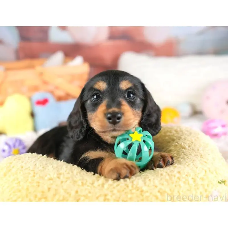 販売中の埼玉県のミニチュアダックスフンド(ロングヘアード)-453259の5枚目