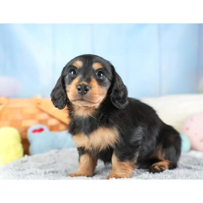 販売中の埼玉県のミニチュアダックスフンド(ロングヘアード)-453259の4枚目