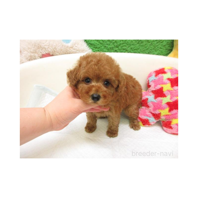 販売中の大阪府のトイプードル-452377の2枚目