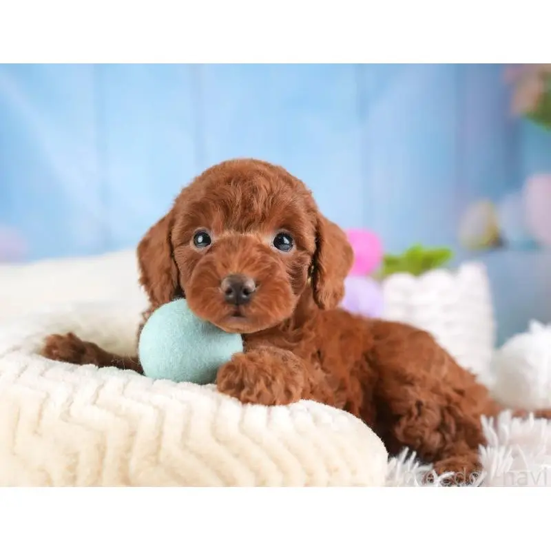 販売中の埼玉県のトイプードル-453258の12枚目