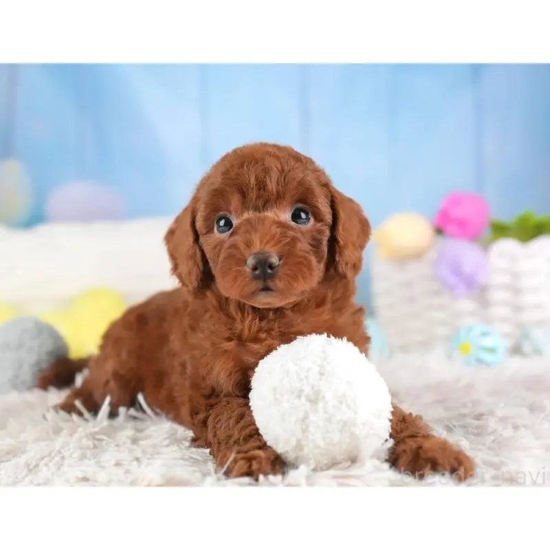 販売中の埼玉県のトイプードル-453258の11枚目