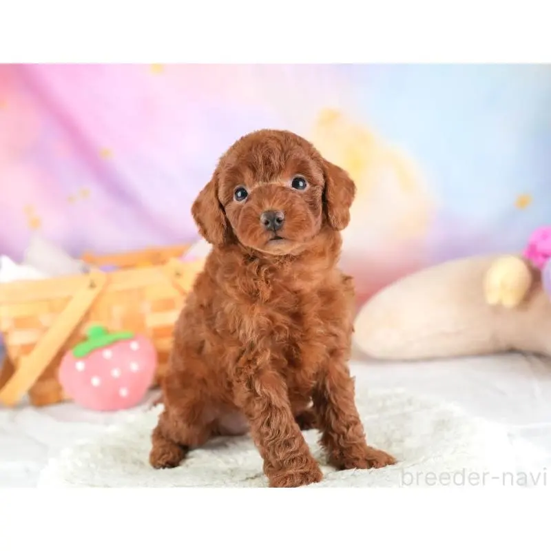 販売中の埼玉県のトイプードル-453258の10枚目