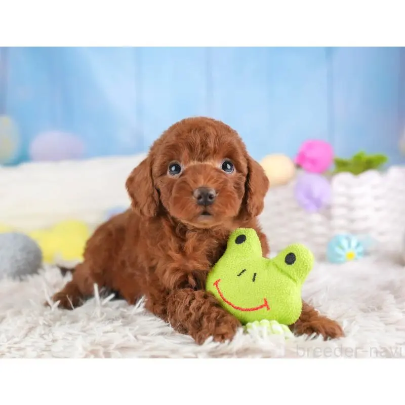 販売中の埼玉県のトイプードル-453258の9枚目