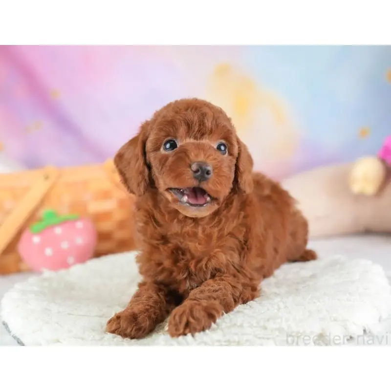 販売中の埼玉県のトイプードル-453258の7枚目