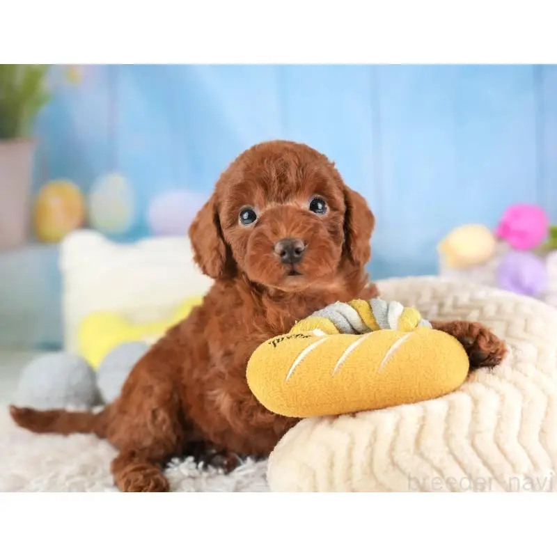 販売中の埼玉県のトイプードル-453258の6枚目