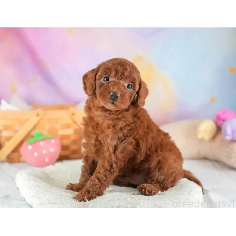 販売中の埼玉県のトイプードル-453258の5枚目