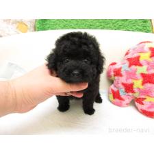 トイプードルの子犬