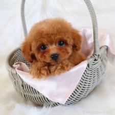 ♀︎タイニープードル