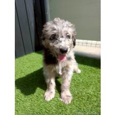 ♀︎ミックス犬