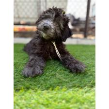 ♀︎ミックス犬