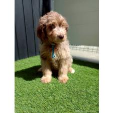 ♀︎ミックス犬