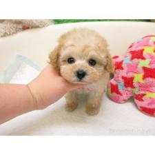 ♀︎トイプードル