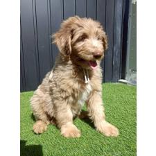 ♀︎ミックス犬