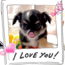 ♀︎チワワ(ロングコート)