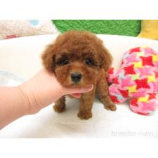 ♀︎トイプードル