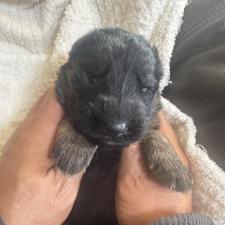 ♀︎ジャーマンシェパードドッグ