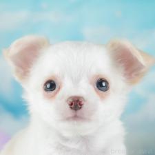 ♀︎チワワ(ロングコート)