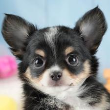 ♀︎チワワ(ロングコート)