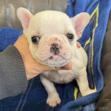 ♀︎フレンチブルドッグ