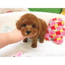 ♀︎トイプードル