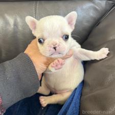 ♀︎フレンチブルドッグ