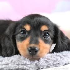 ♀︎ミニチュアダックスフンド(ロングヘアード)