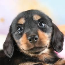 ♀︎ミニチュアダックスフンド(ロングヘアード)