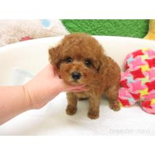 ♀︎トイプードル