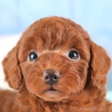 ♀︎トイプードル