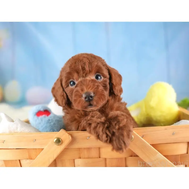 販売中の埼玉県のトイプードル-453258の4枚目